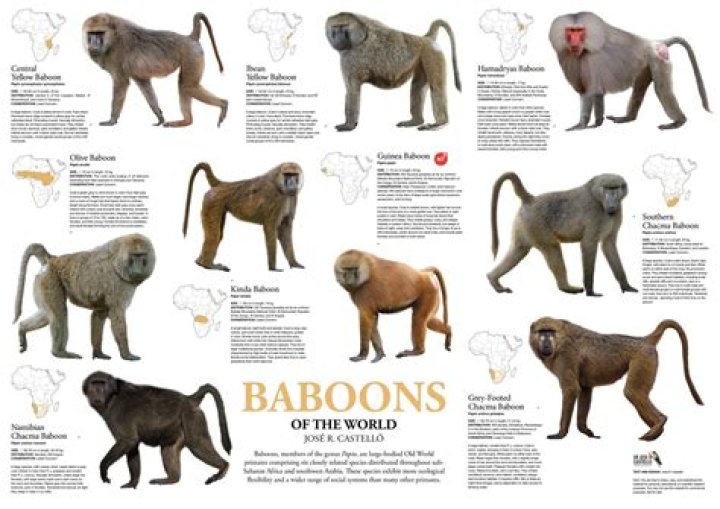 How many colobus monkeys are there?