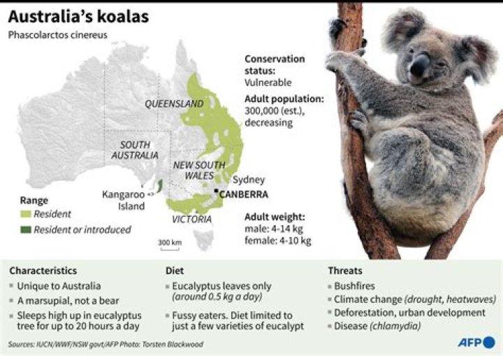 How many koalas are there?