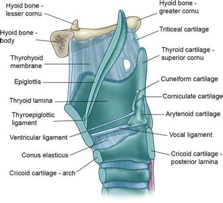 How many laryngeal cartilages are there?