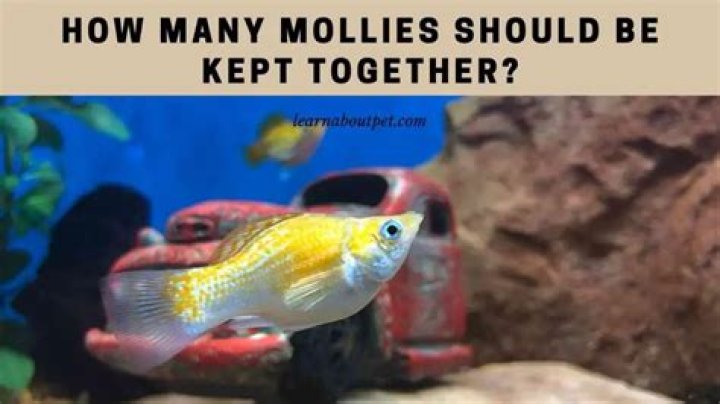 How many mollies should be kept together?
