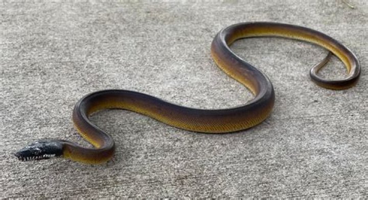 How much are white lipped pythons?