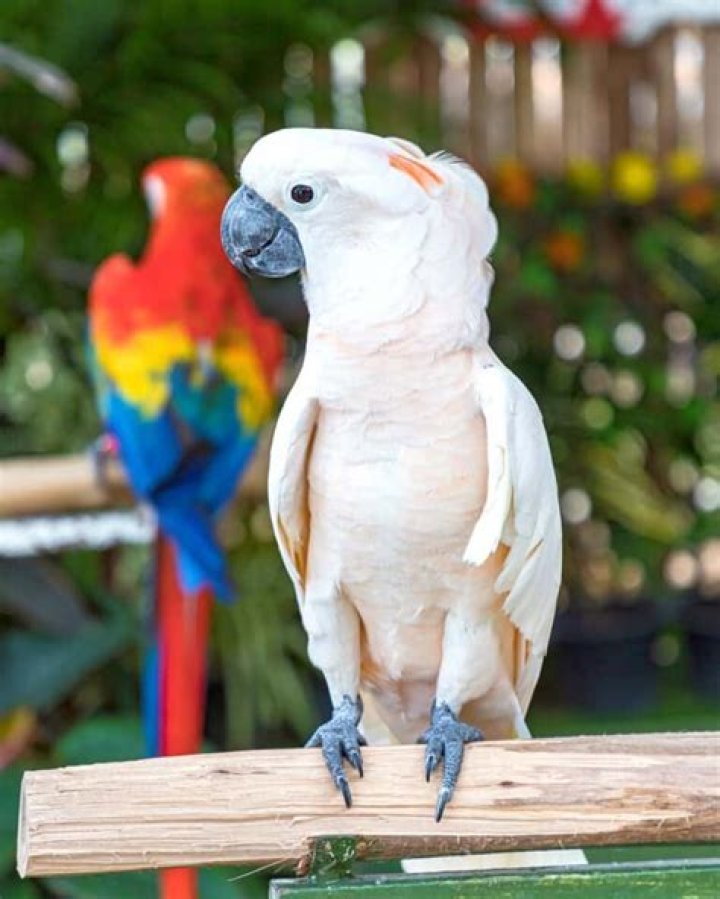 How much do moluccan cockatoos cost?
