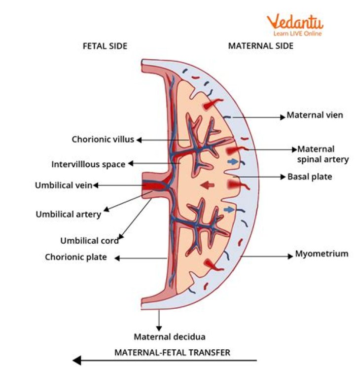 How placenta is formed in human female?