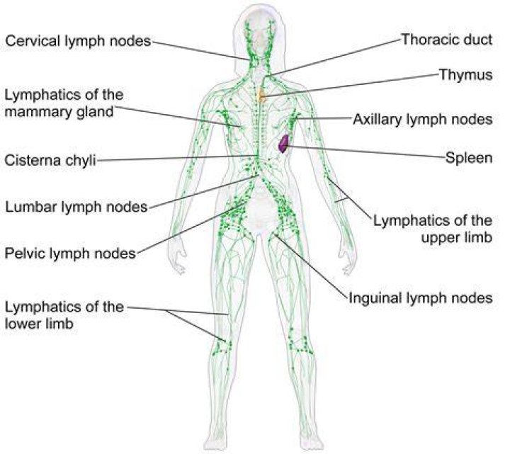 How superficial are lymph nodes?