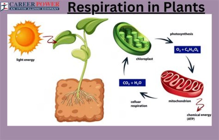 How thermogenic plants work?