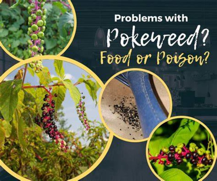 How to cook poke berries?