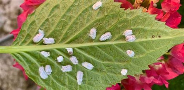 How to get rid of pulvinaria hydrangeae?