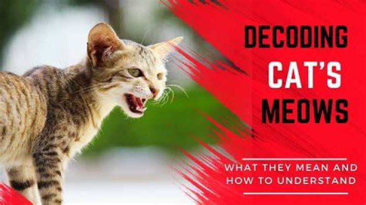How to understand kittens meows?