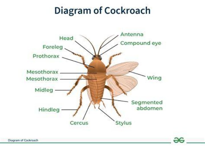 In cockroach appendages are absent in which segment of head?