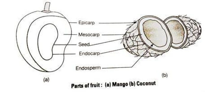 In mango and coconut the fruit drupe develops from?