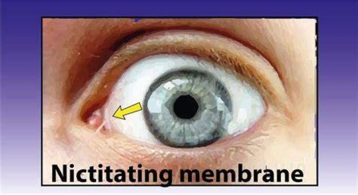 Inflammation in nictitating membrane?