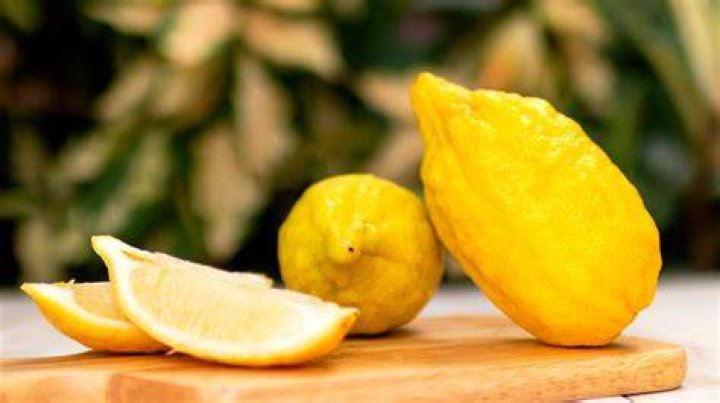 Is an etrog a lemon?