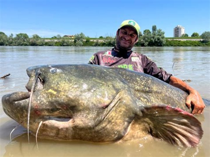 Is catfish a bagre?