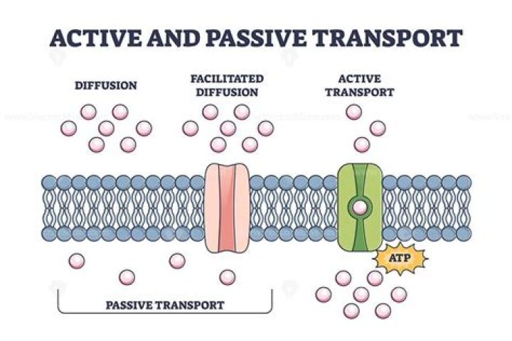 Is facilitated transport active or passive?