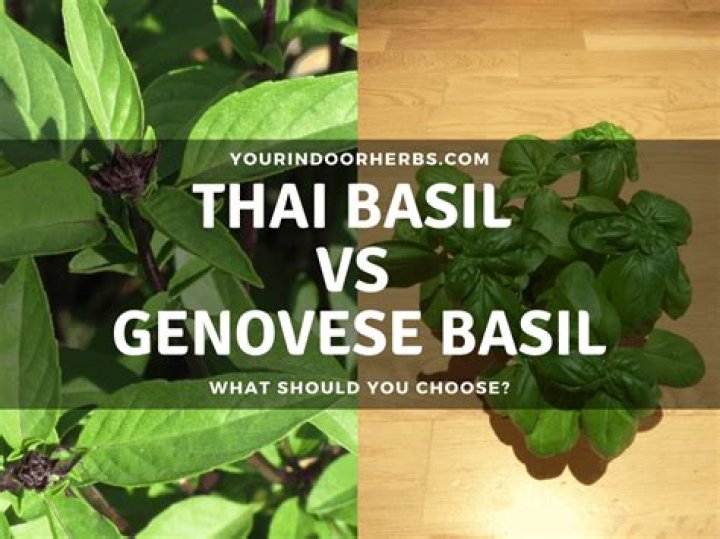 Is genovese basil edible?