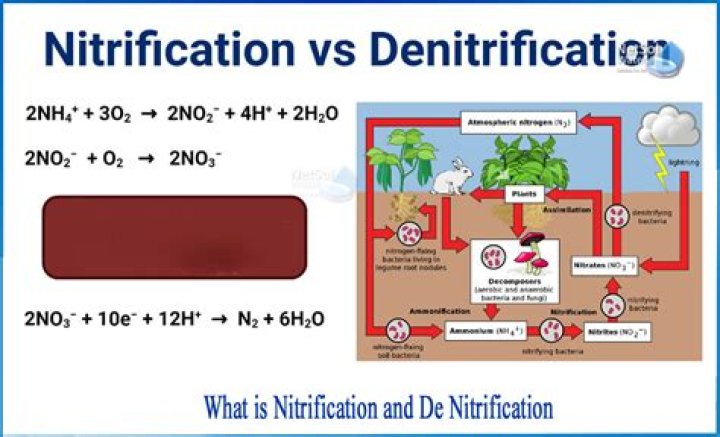 Is it nitrification or denitrification?