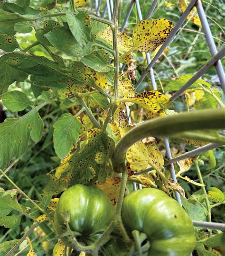 Is it safe to eat tomatoes with septoria?
