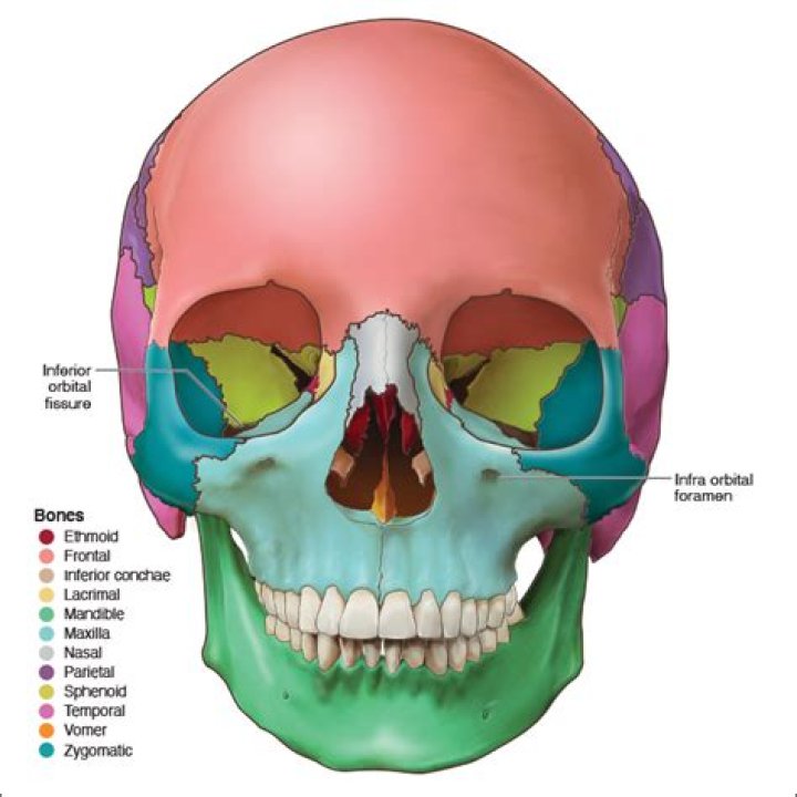 Is maxilla a facial bone?