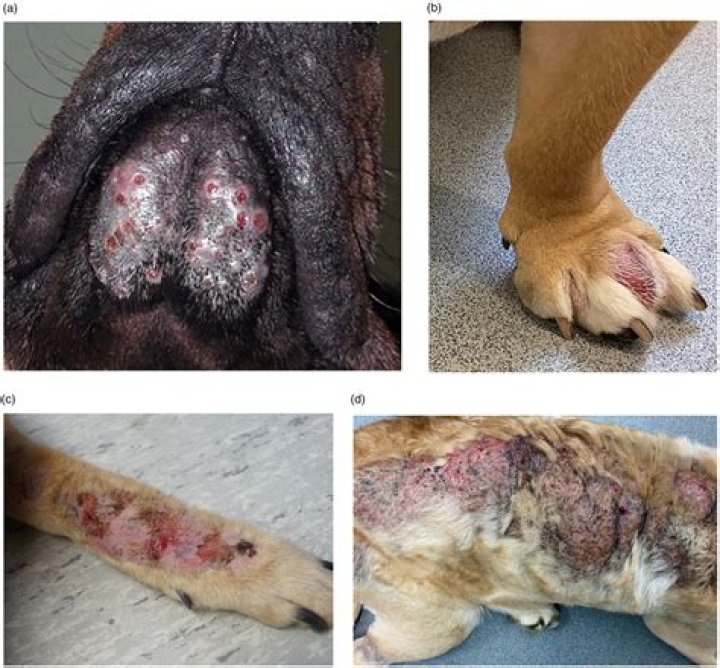 Is mucocutaneous pyoderma in dogs contagious?