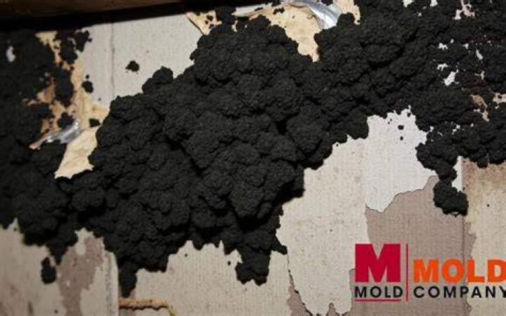 Is ochratoxin a black mold?