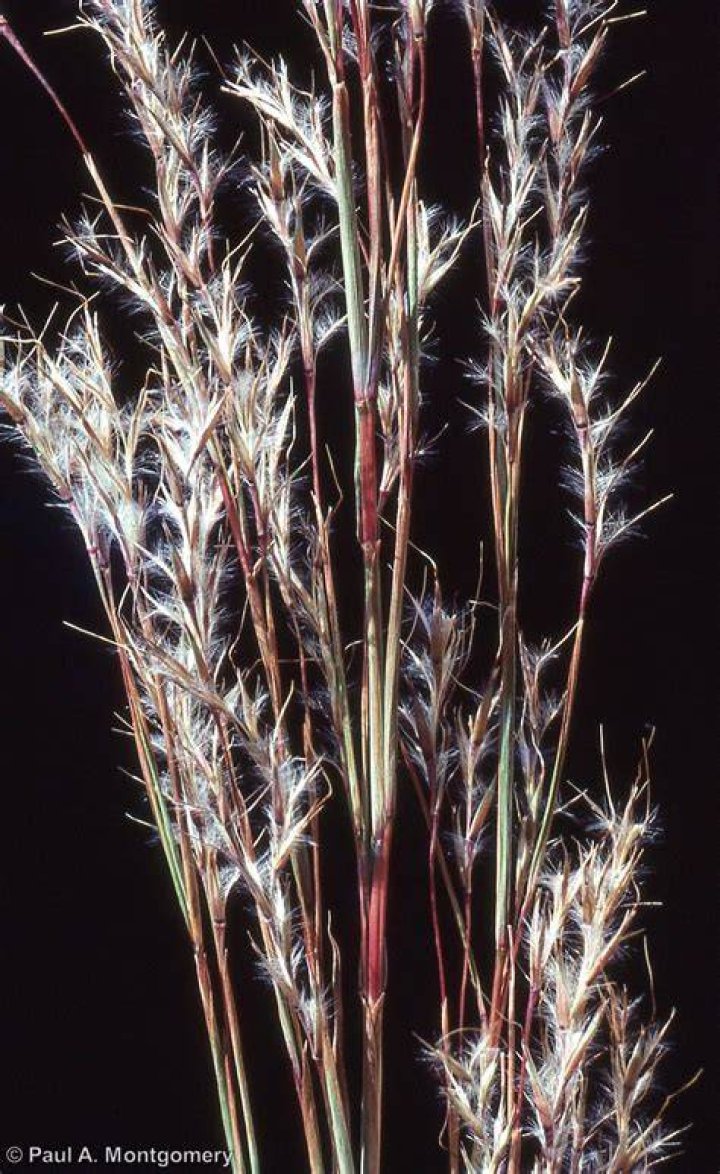 Is schizachyrium scoparium invasive?