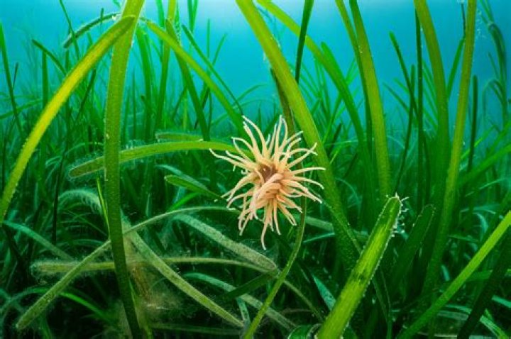 Is sea grass a flowering plant?