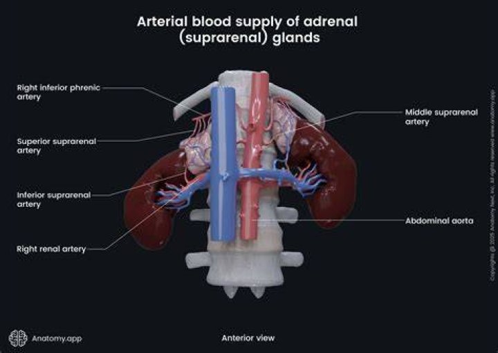 Is suprarenal a word?