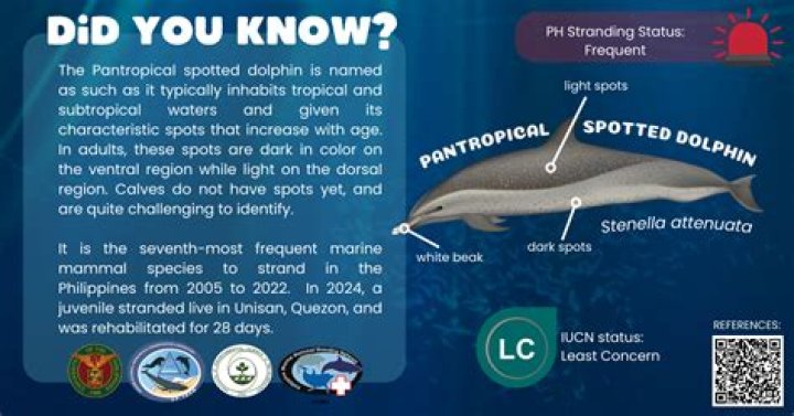 Is the pantropical spotted dolphin a carnivore?