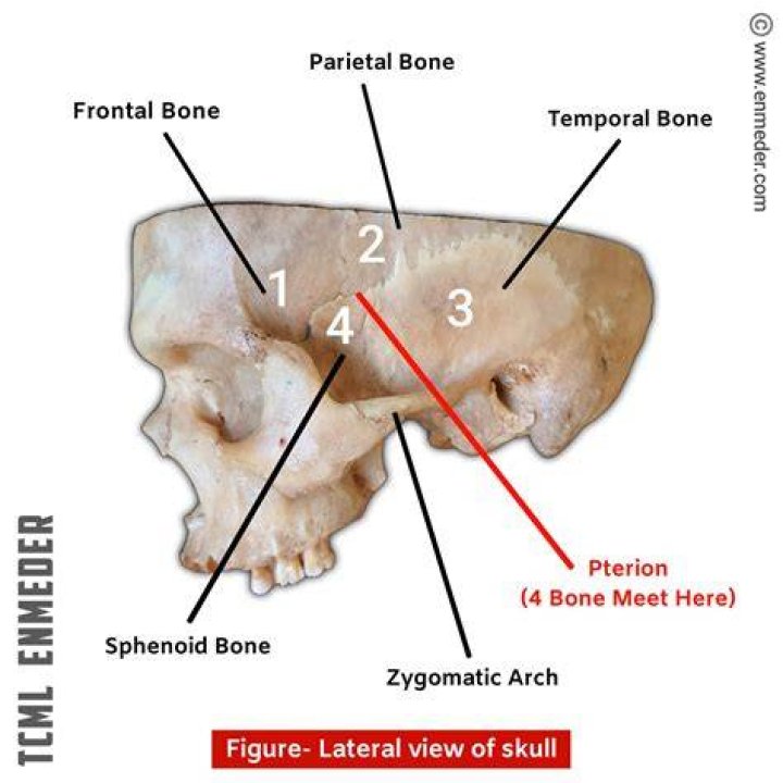 Is the pterion the temple?