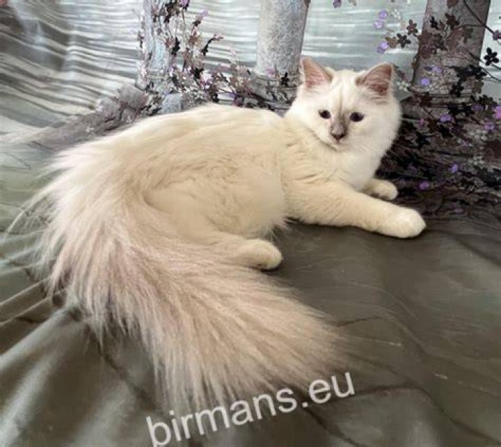 Should birman cats be kept indoors?