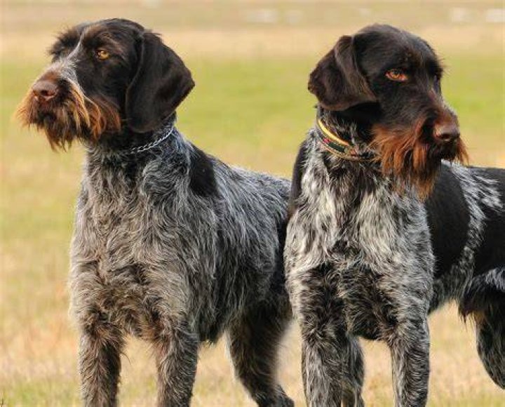 Should i shave my german wirehaired?