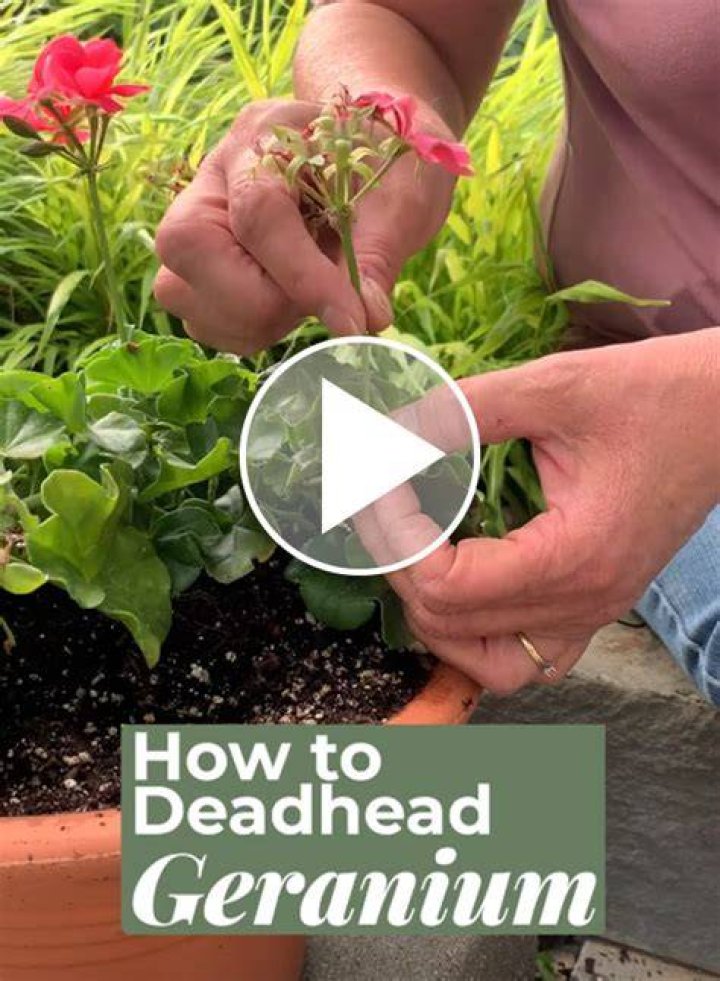 Should you deadhead sempervivum?