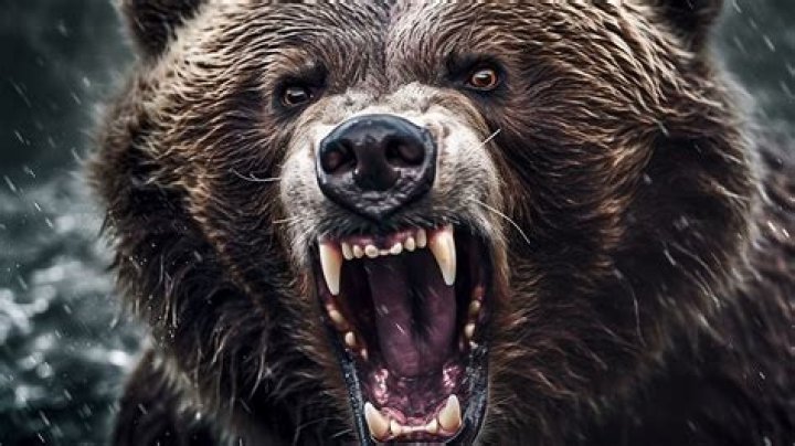 Should you roar at a bear?