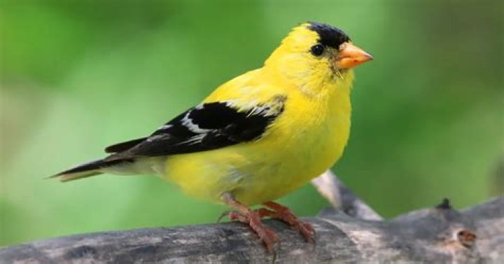 Were do goldfinches live?