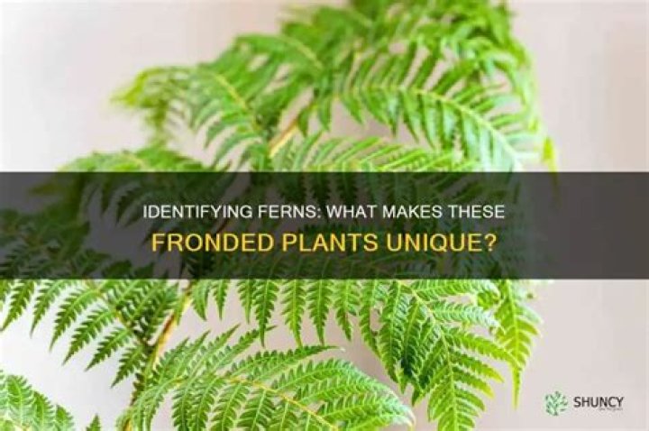 What are fronded plants?