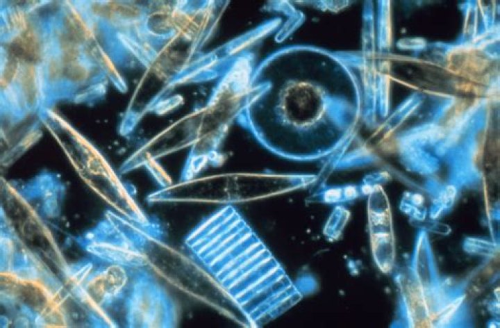 What are pyrosomes made of?