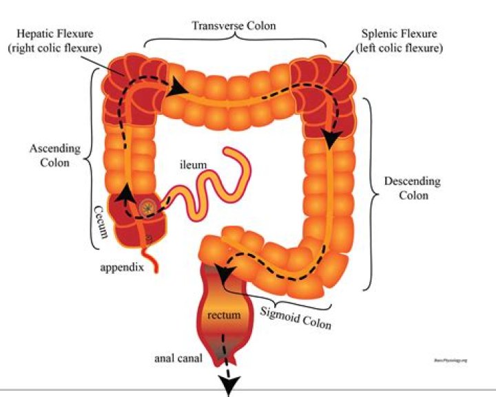 What are the three major flexures of the colon?