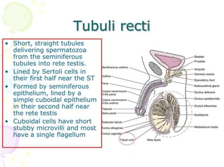 What are tubuli recti?
