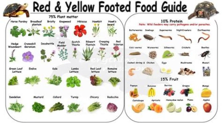 What can horsefield tortoises eat?
