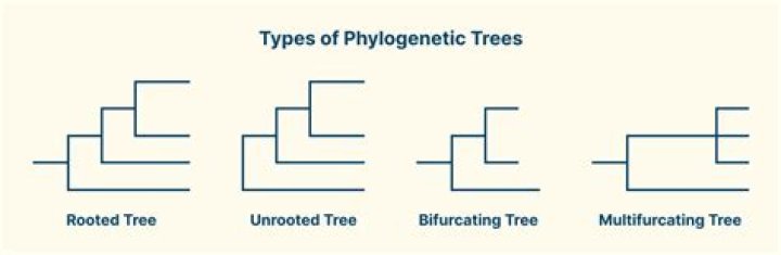 What do phylogenetic trees do?