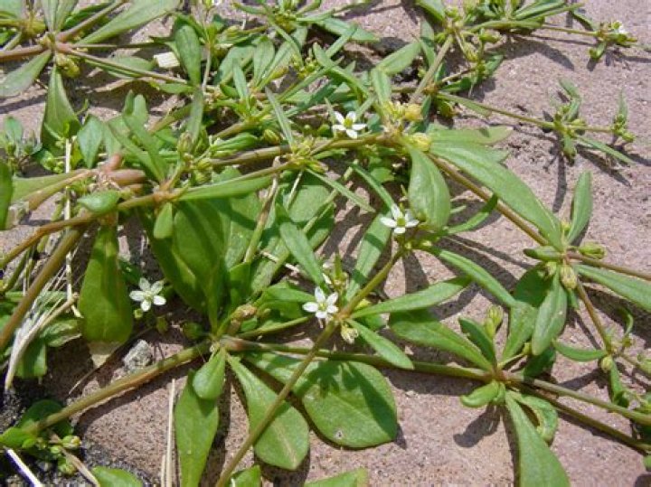 What does carpetweed look like?