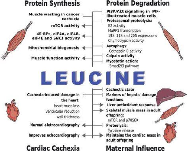 What does leucine do?