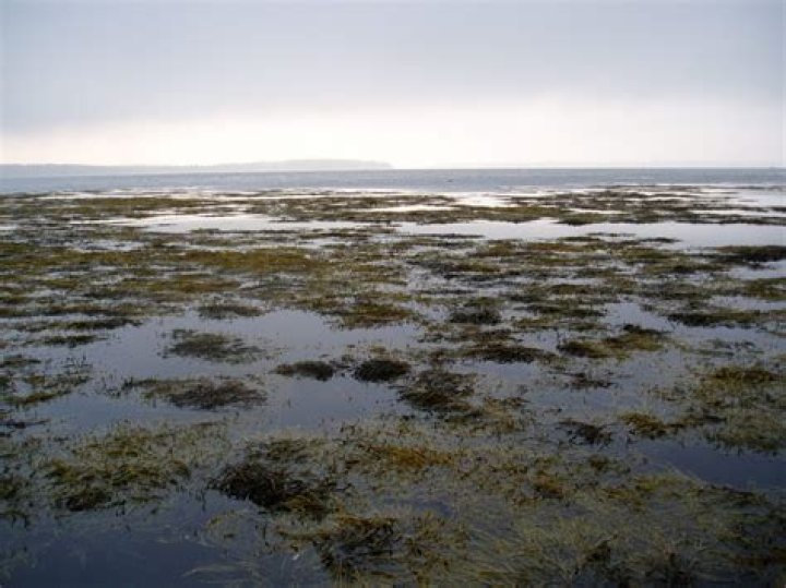What does rockweed mean?