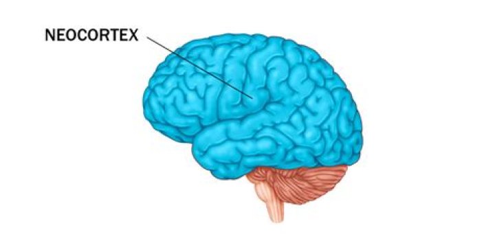 What does the neocortex do?