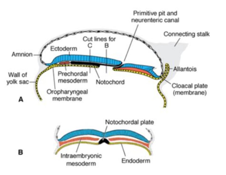 What does the prechordal plate become?