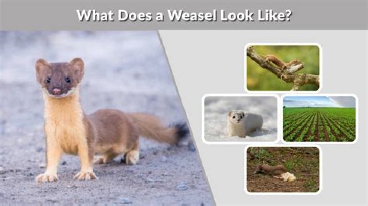 What does weasel look like?