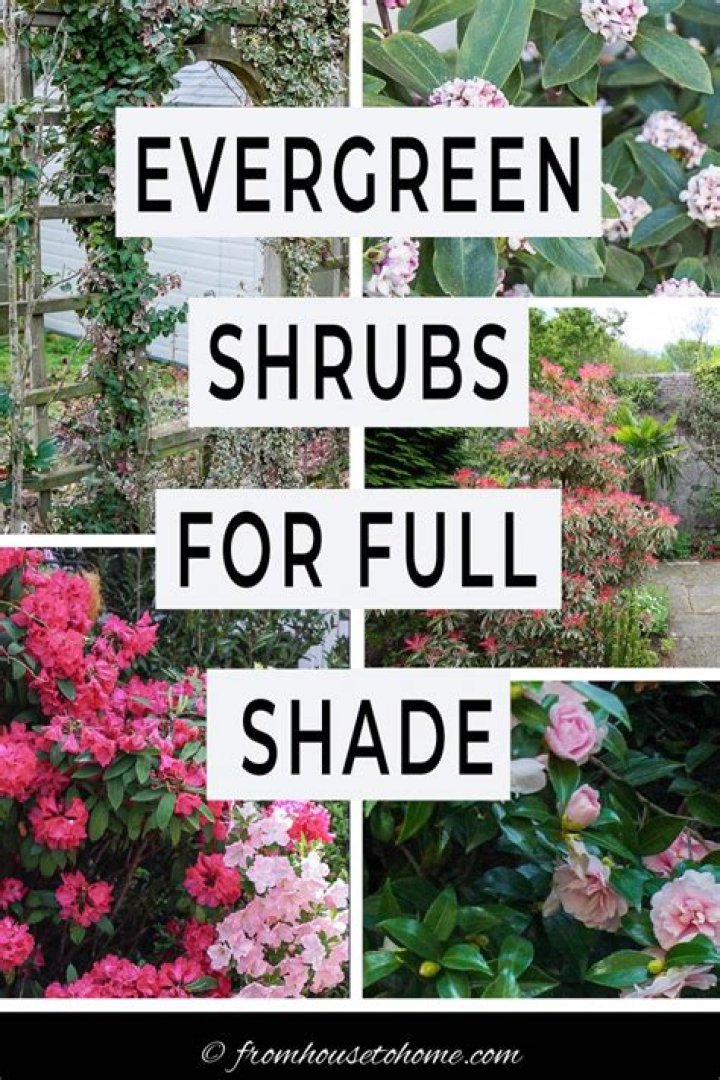 What evergreen shrubs grow well in shade?