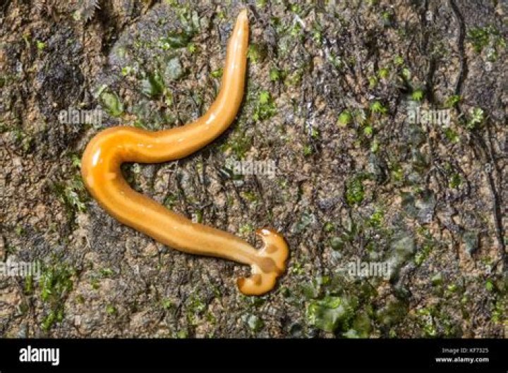 What is a planarian worm?