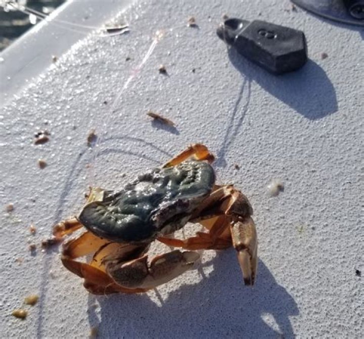 What is a shedder crab?