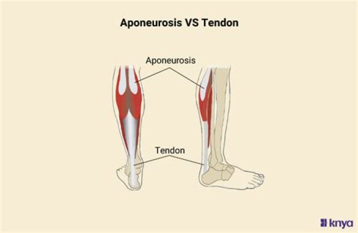 What is aponeurotic tendon?